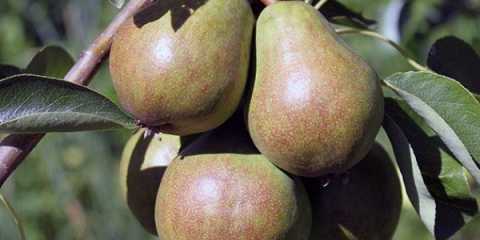 Njega kruške u jesen i priprema za zimu